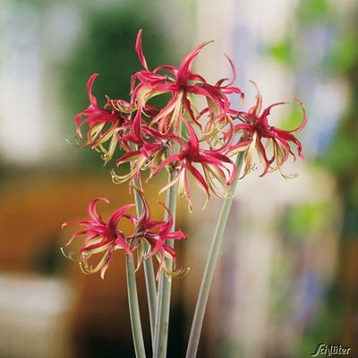 Amaryllis 'Chico' von Garten Schlüter auf blumen.de