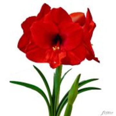 Amaryllis 'Dunkelrot' von Garten Schlüter auf blumen.de