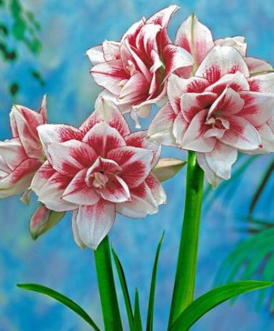 Amaryllis ‘Elvas' von Bakker auf blumen.de