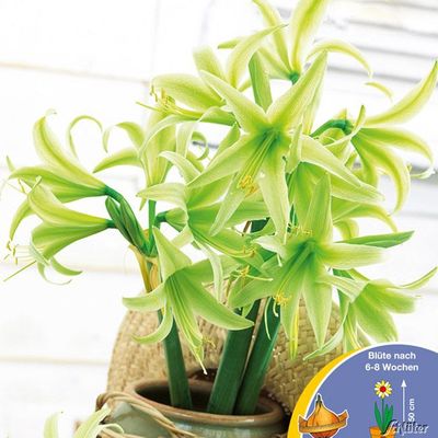 Amaryllis 'Evergreen' von Garten Schlüter auf blumen.de