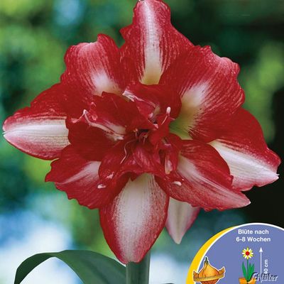 Amaryllis  ' Exotic Peacock' von Garten Schlüter auf blumen.de