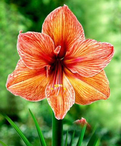 Amaryllis 'Exotica'® von Bakker auf blumen.de