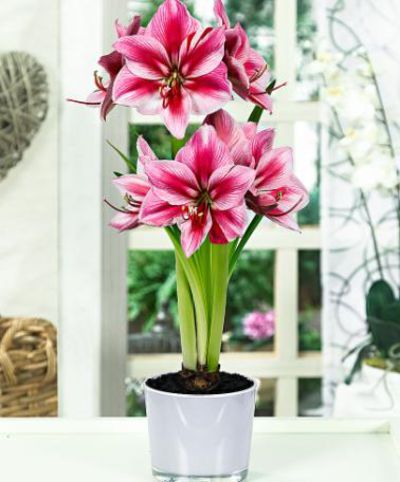 Amaryllis 'Gervase' von Bakker auf blumen.de