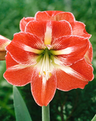 Amaryllis gestreift von Blumenzwiebelnversand auf blumen.de