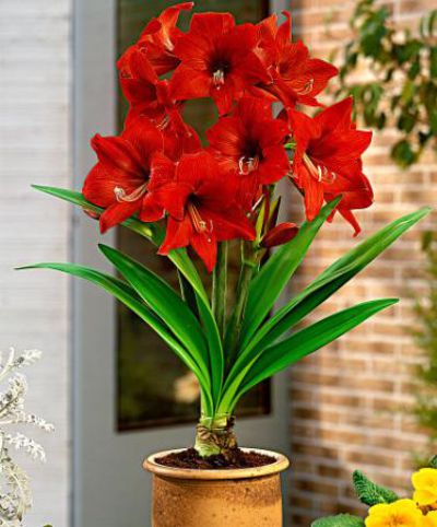 Amaryllis 'Gracilis' von Bakker auf blumen.de