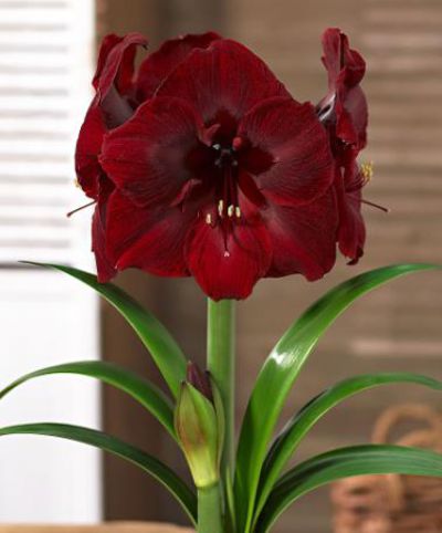 Amaryllis 'Grand Diva' von Bakker auf blumen.de