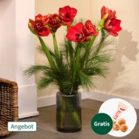 Amaryllis im Bund von FloraPrima auf blumen.de
