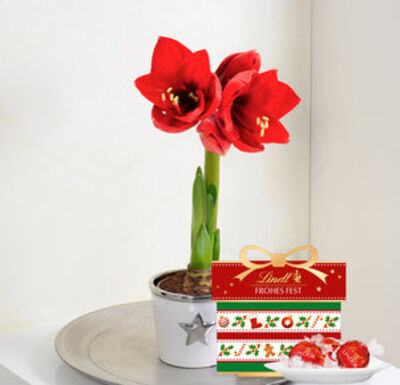 Amaryllis im Topf  von Blume2000.de auf blumen.de