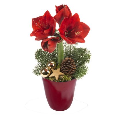 Amaryllis im Topf von FloraPrima auf blumen.de