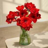 Amaryllis in Rot gefüllt  von Blume2000.de auf blumen.de