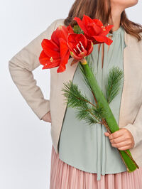 Amaryllis in rot in Kiefer von Fleurop auf blumen.de