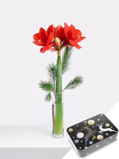 Amaryllis in rot von Fleurop auf blumen.de