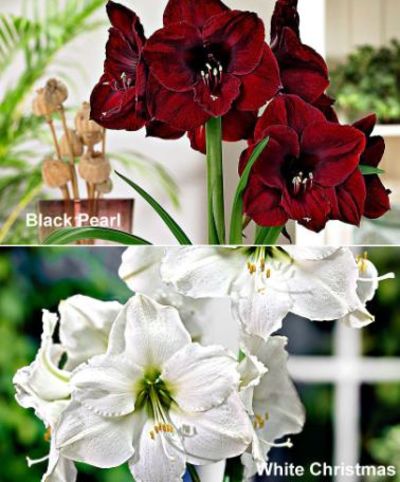 Amaryllis-Kollektion 'Black Pearl' und 'White Christmas' von Bakker auf blumen.de