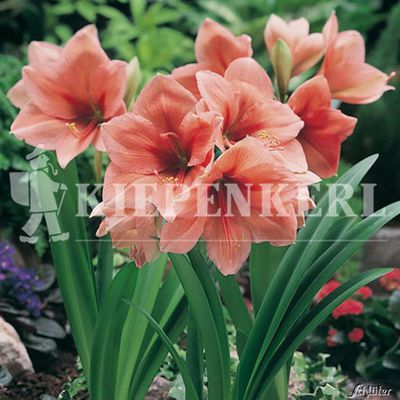 Amaryllis ´Lachs´ von Garten Schlüter auf blumen.de