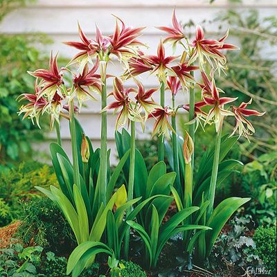 Amaryllis 'Lima' von Garten Schlüter auf blumen.de