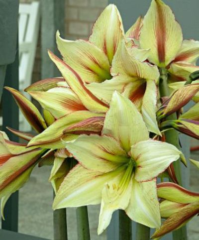 Amaryllis ‘Magic Green' von Bakker auf blumen.de