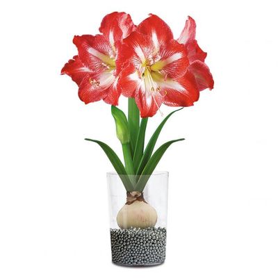 Amaryllis Minerva (Hippeastrum) von Gärtner Pötschke auf blumen.de