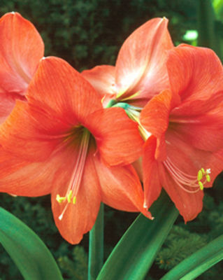 Amaryllis orange von Blumenzwiebelnversand auf blumen.de