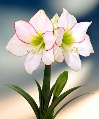 Amaryllis ‘Picotee’ von Bakker auf blumen.de