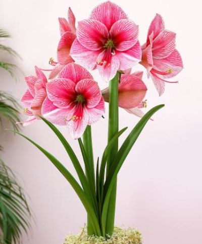 Amaryllis 'Purple Rain' von Bakker auf blumen.de