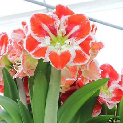 Amaryllis 'Samba' von Garten Schlüter auf blumen.de