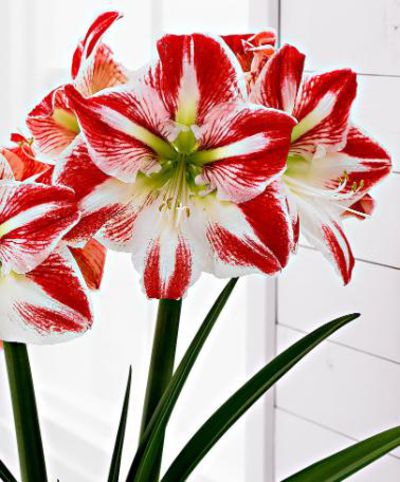 Amaryllis ‘Spartacus' von Bakker auf blumen.de