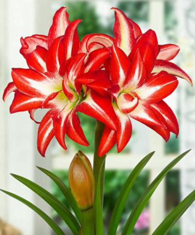 Amaryllis ‘Splash’ von Bakker auf blumen.de