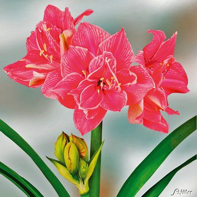 Amaryllis ´Sweet Nymph´ von Garten Schlüter auf blumen.de