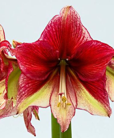 Amaryllis 'Tosca' von Bakker auf blumen.de