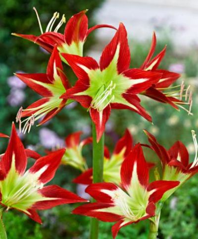 Amaryllis 'Très Chic' von Bakker auf blumen.de