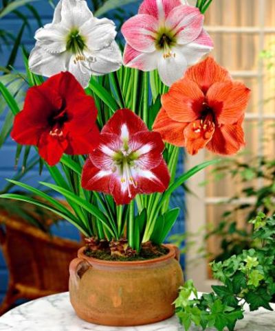 Amaryllis Überraschungs-Mischung von Bakker auf blumen.de