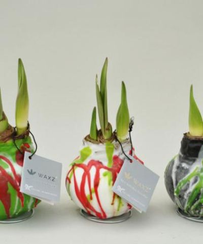 Amaryllis Waxz® Art, Grün, Weiß oder Schwarz  von Bakker auf blumen.de