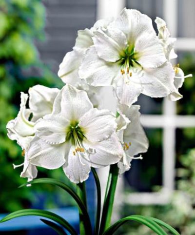 Amaryllis 'White Christmas' von Bakker auf blumen.de