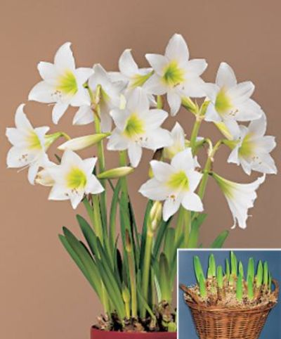 Amaryllis ‘White Garden' von Bakker auf blumen.de