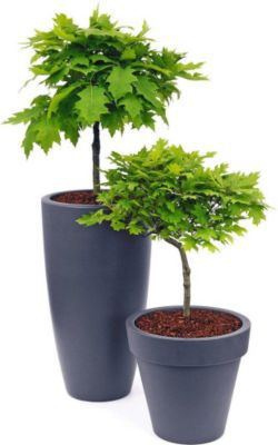 Amerikanische Zwerg-Kugel-Eiche von GartenXXL auf blumen.de