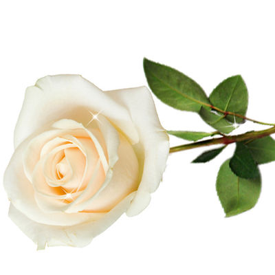 Amor bianco Einzelrose  von FloraPrima auf blumen.de