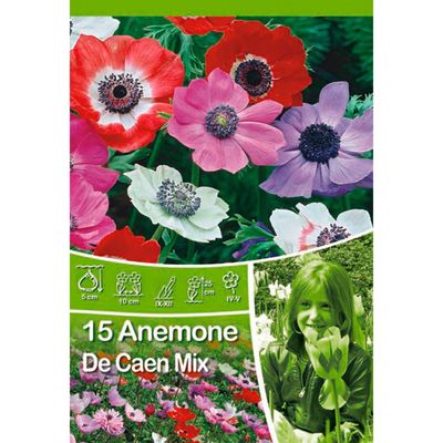 Anemone De Caen Mix von OBI auf blumen.de
