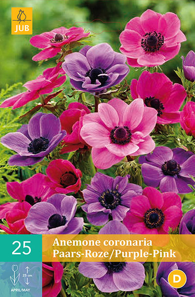 Anemone Lila und Rosa von Blumenzwiebelnversand auf blumen.de