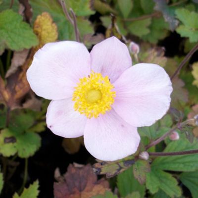 Anemone 'Septembercharme' von Gartengruen-24 auf blumen.de