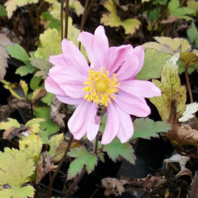 Herbst-Anemone 'Bressingham Glow' von Gartengruen-24 auf blumen.de