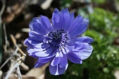 Anemone 'Lord Lieutenant'  von De Wilde auf blumen.de