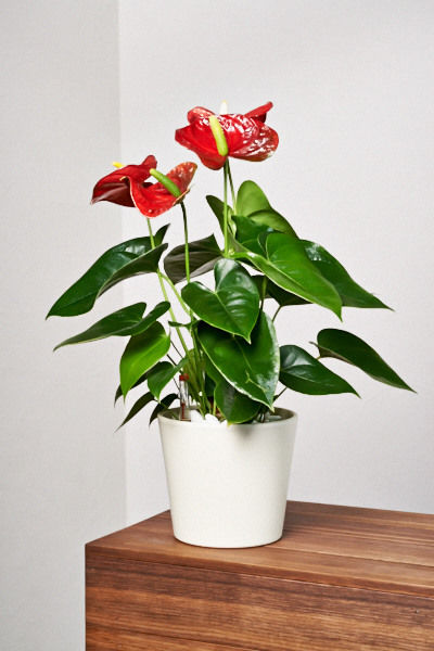 Anthurie Rote Zora von EVRGREEN.de auf blumen.de