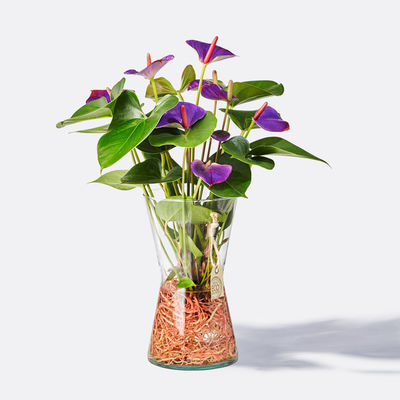 Anthurie Water Plant  von Blume2000.de auf blumen.de