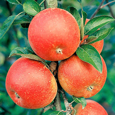 Apfel Cox Orange von Gärtner Pötschke auf blumen.de