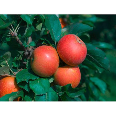 Apfel Ecolette von OBI auf blumen.de