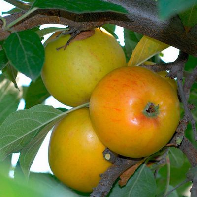 Apfel Goldparmäne  von OBI auf blumen.de