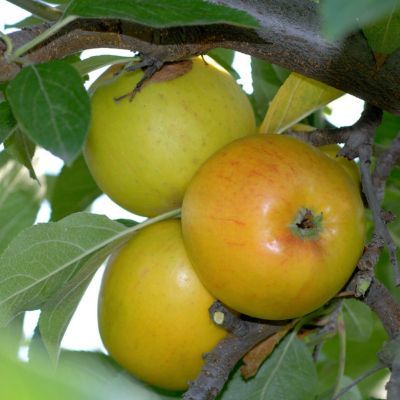 Apfel Goldparmäne von GartenXXL auf blumen.de