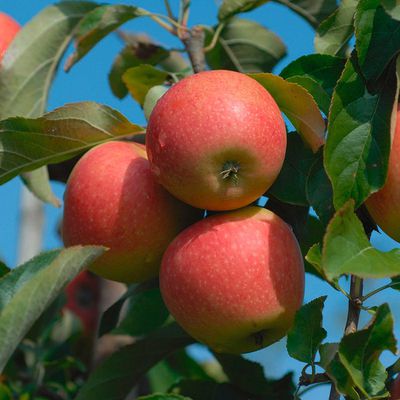 Apfel Pinova von OBI auf blumen.de