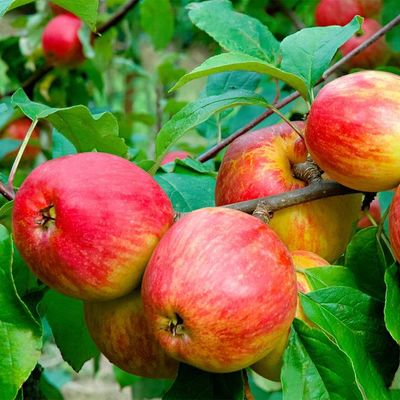Apfel Schöner von Herrnhut von Gärtner Pötschke auf blumen.de