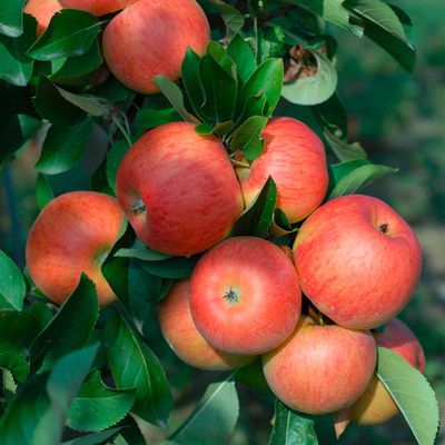Apfel Topaz von OBI auf blumen.de